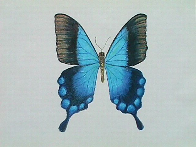 Butterfly