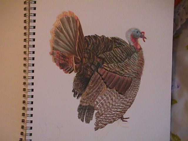 Wild Turkey