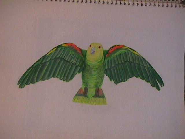 Parrot