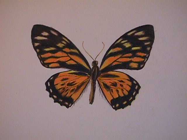 Butterfly