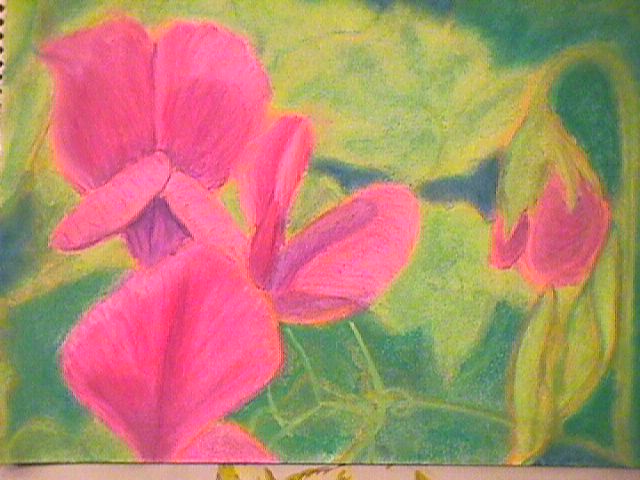 Sweet Peas