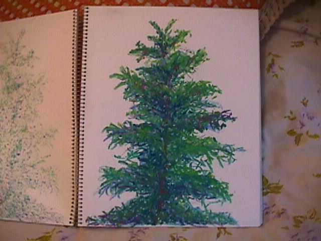 Blue Spruce