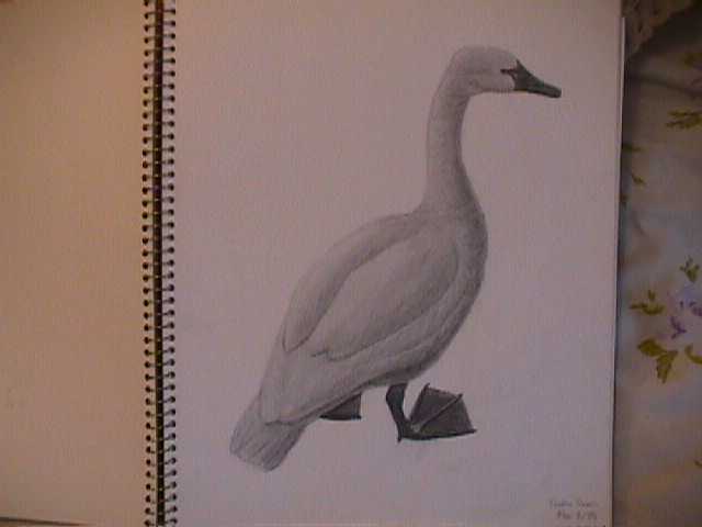 Tundra Swan