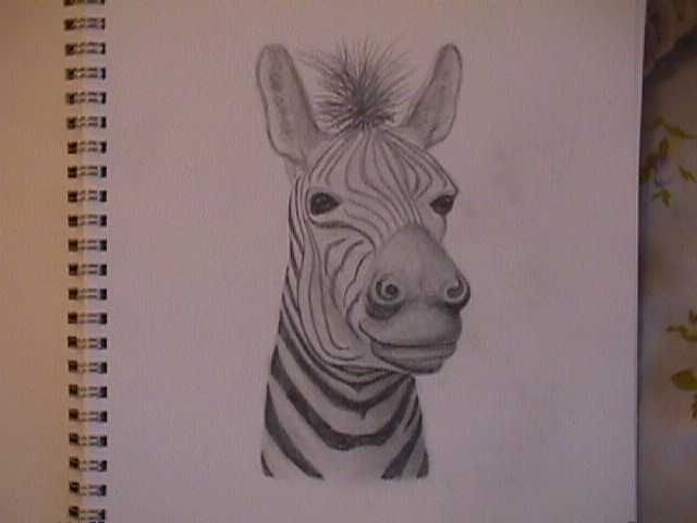 Zebra