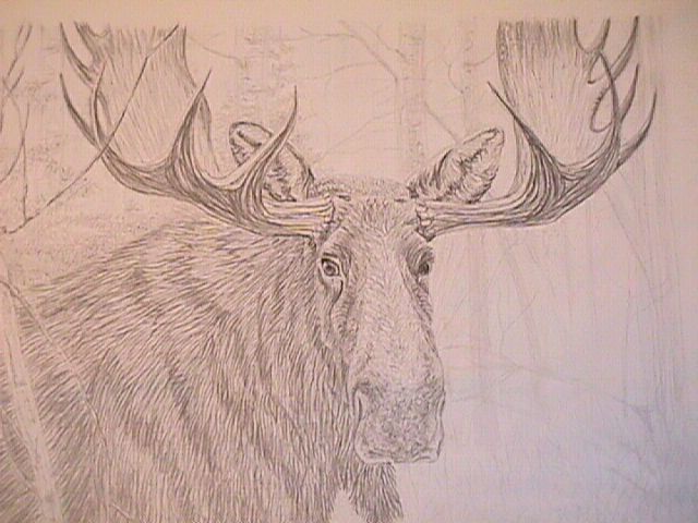 Moose