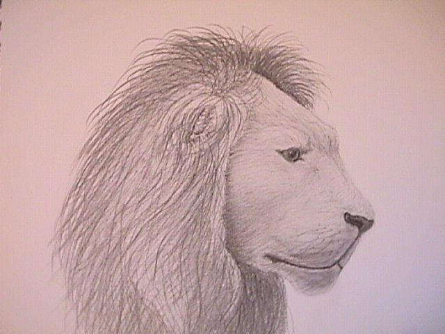 African Lion