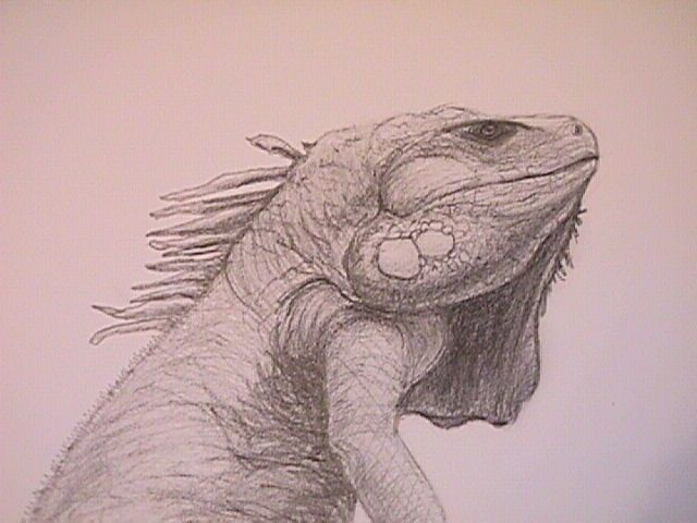 Iguana