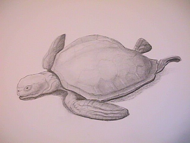 Turtle