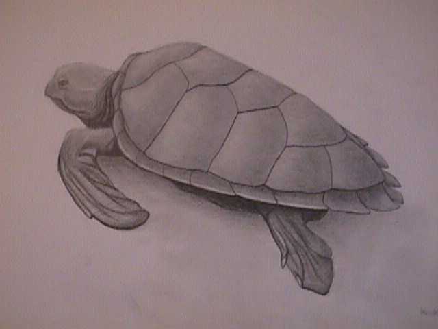 Turtle