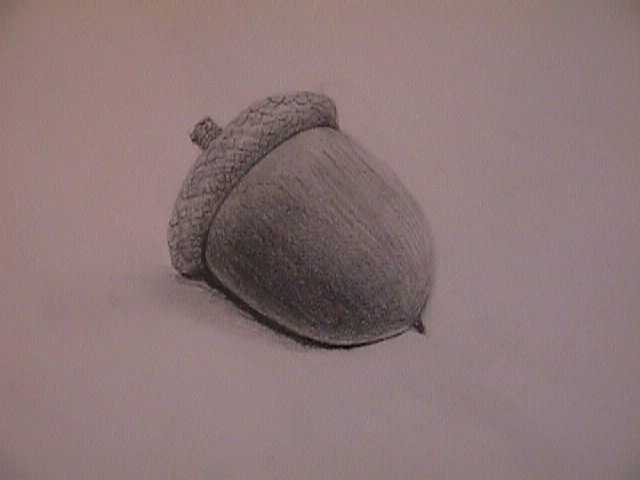 Acorn