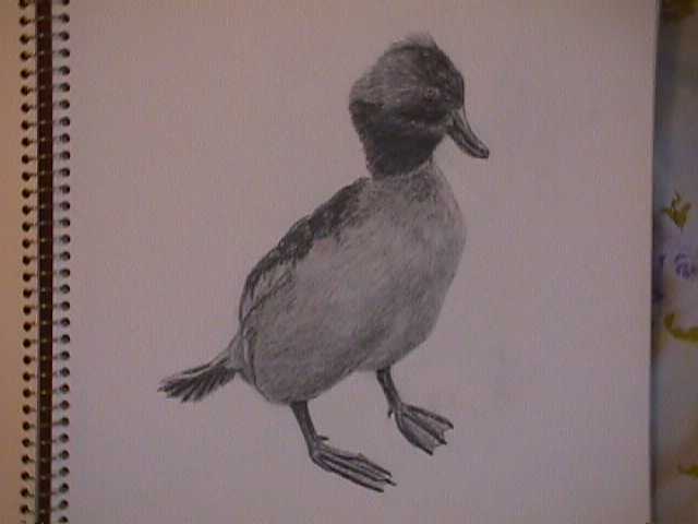 Bufflehead