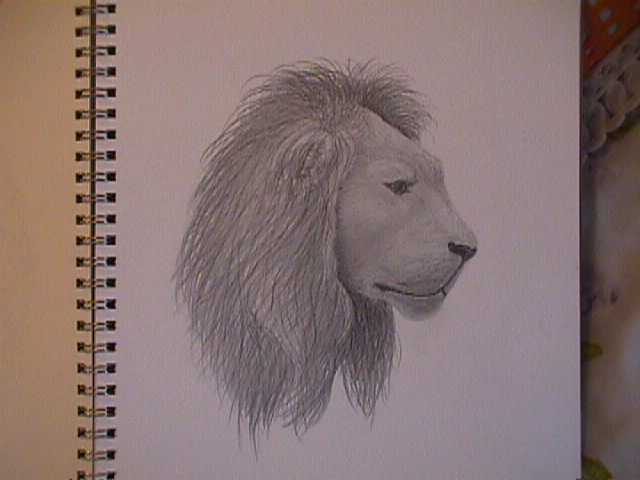 African Lion