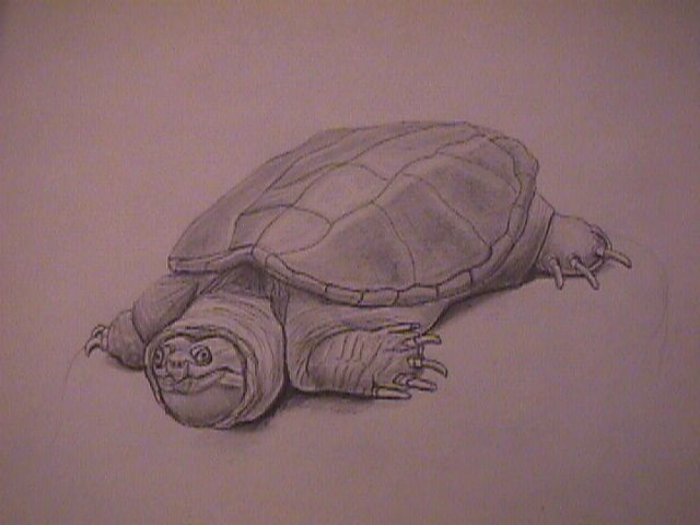 Turtle