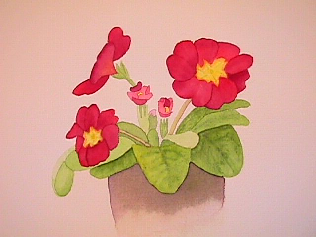 Primula