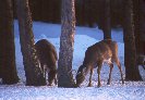 White-Tail Deer © Jay Photos