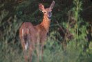 White-Tail Deer © Jay Photos