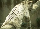 White Tiger © Jay Photos