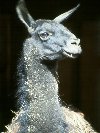 Llama © Jay Photos