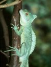 Green Crested Basilisk © Jay Photos