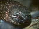 Beaded Lizard © Jay Photos