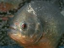 RED-BELLIED PIRANAH © Jay Photos