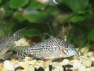 THREE LINED CORYDORAS © Jay photos