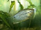 PEARL GOURAMI © Jay Photos