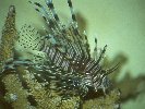 LONG-HORNED LION-FISH © Jay Photos