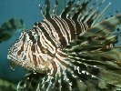 LION-FISH © Jay Photos