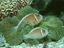 PINK-CLOWN ANEMONE FISH © Jay Photos