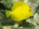 YELLOW TANG © Jay Photos