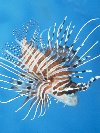 LONG-HORNED LION-FISH © Jay Photos