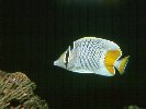 PEARL-SCALED BUTTERFLYFISH © Jay Photos