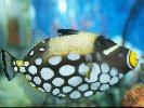 CLOWN TRIGGERFISH © Jay Photos