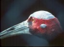 Sarus Crane © Jayphotos