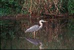 Great Blue Heron © Jayphotos