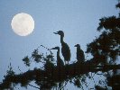 Great Blue Heron's Nesting © Jayphotos