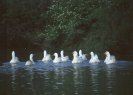 Flock of Geese © Jayphotos