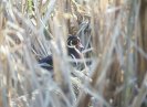 Wood Duck-Male © Jayphotos