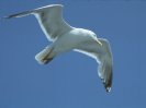 Ring-billed Gull © Jayphotos