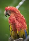 Macaw © Jayphotos width=