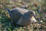 Mourning Dove © Jayphotos