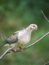 Mourning Dove © Jayphotos