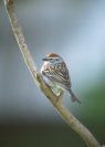 Chipping Sparrow © Jayphotos