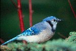 Eastern Bluejay © Jayphotos