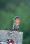 Eastern Bluebird © Jayphotos