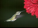 Ruby-throated Hummingbird © Jayphotos