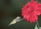 Ruby-throated Hummingbird © Jayphotos