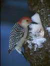 Red-bellied woodpecker © Jayphotos