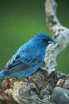 Indigo Bunting-Male © Jayphotos